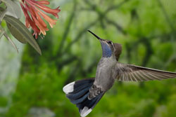 blue throat